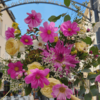 Bouquet de fleurs françaises